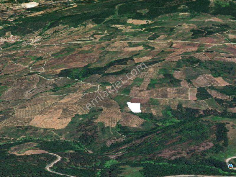 C21 Cius; Hamidiye Köyünde 4.214 M² Tek Tapu Satılık Zeytinlik — fotoğraf 4