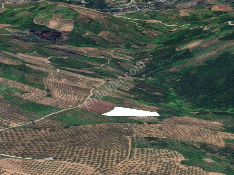 C21 Cius; Hamidiye Köyünde 4.214 M² Tek Tapu Satılık Zeytinlik — fotoğraf 5