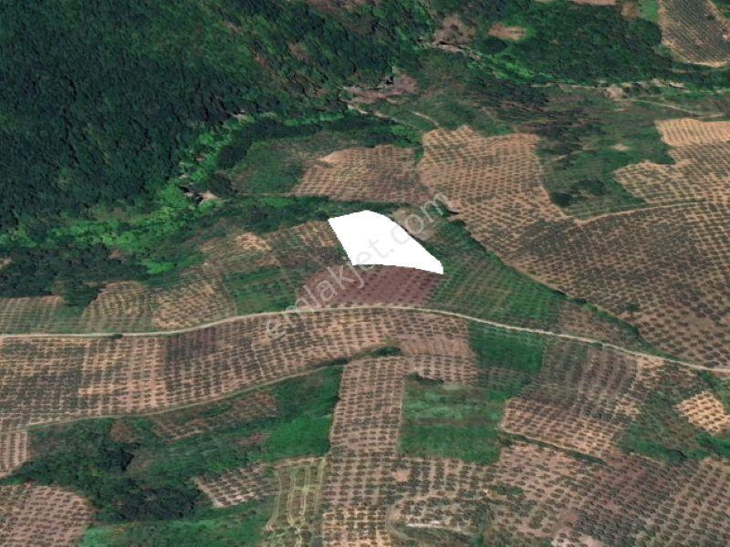 C21 Cius; Hamidiye Köyünde 4.214 M² Tek Tapu Satılık Zeytinlik — fotoğraf 6