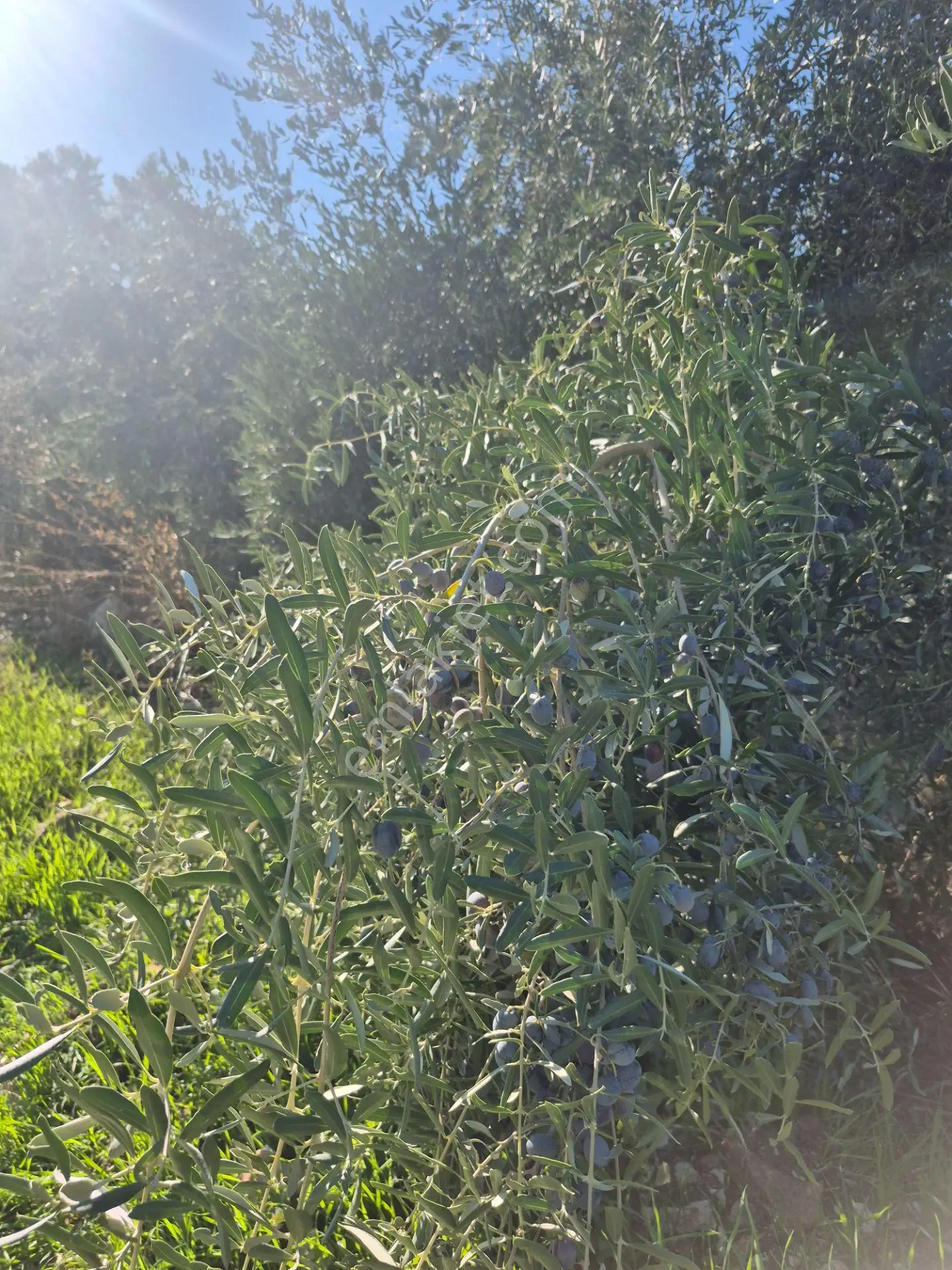 Satılık 11.000 M² Doğa Manzaralı Geniş Zeytinlik — fotoğraf 5