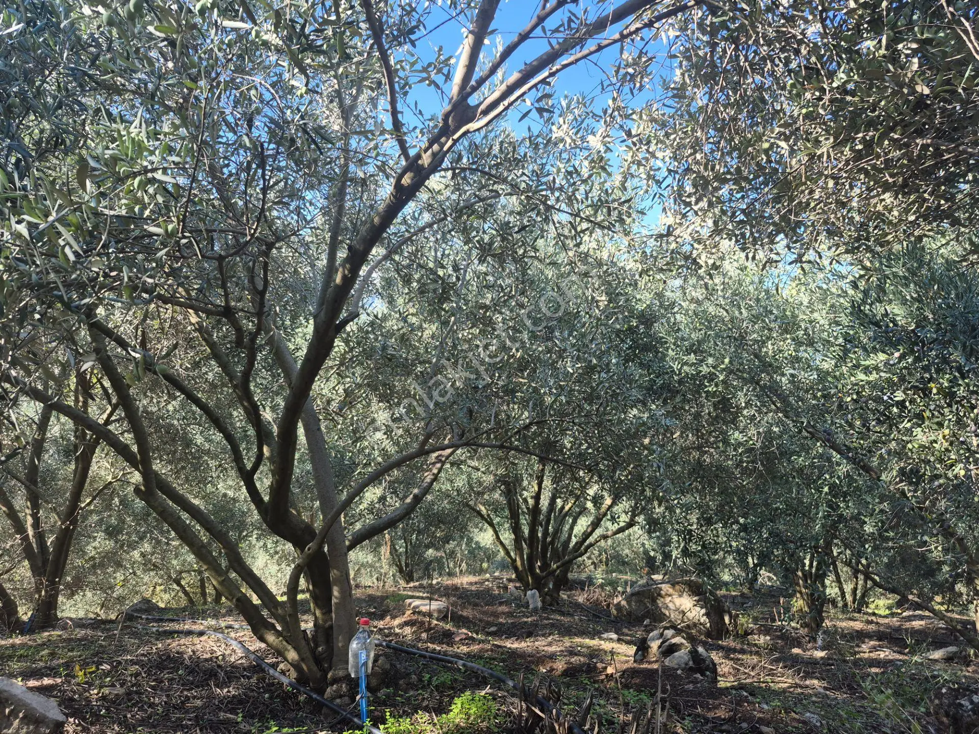 Satılık 11.000 M² Doğa Manzaralı Geniş Zeytinlik — fotoğraf 7