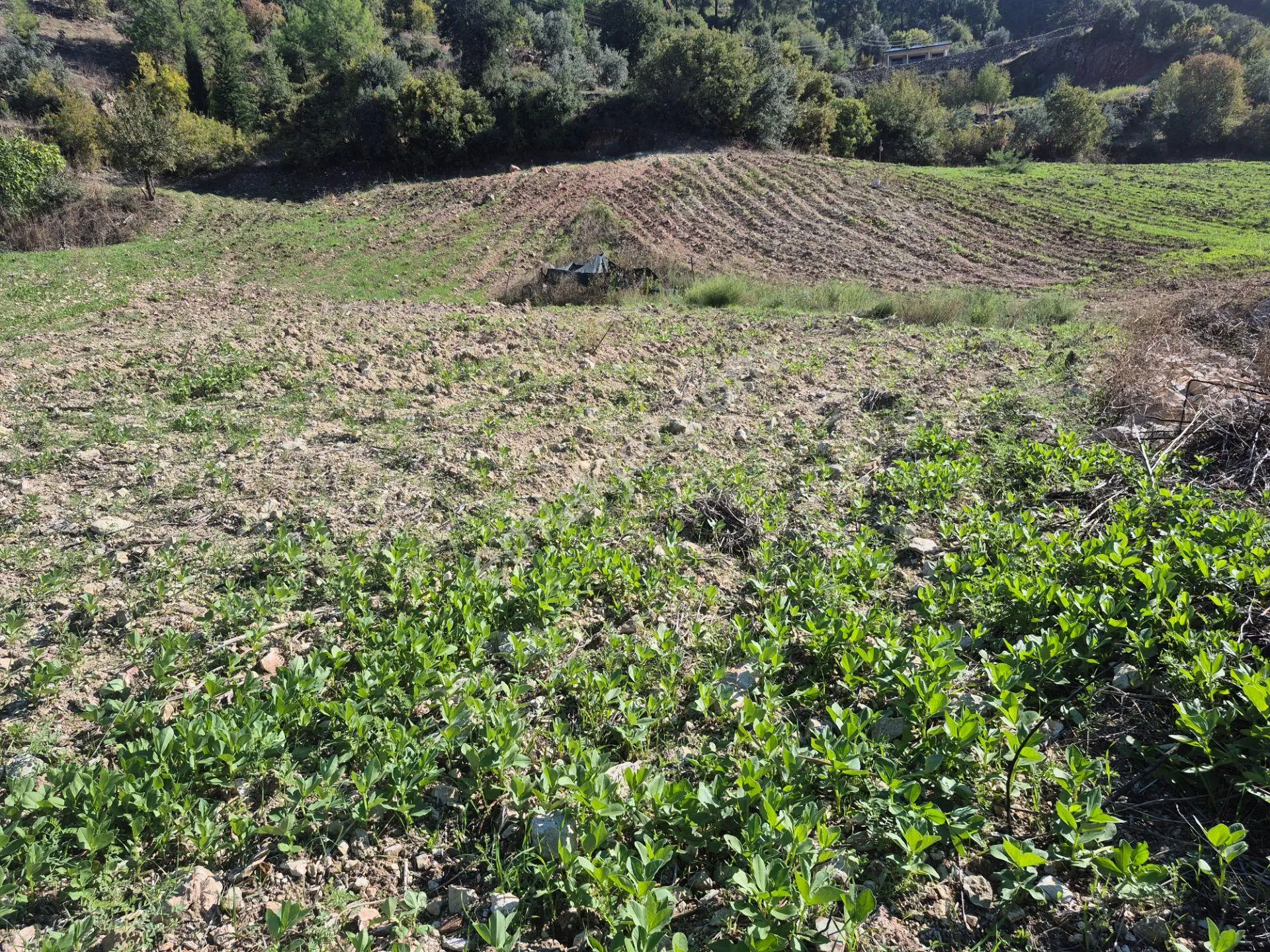 Satılık 11.000 M² Doğa Manzaralı Geniş Zeytinlik — fotoğraf 8