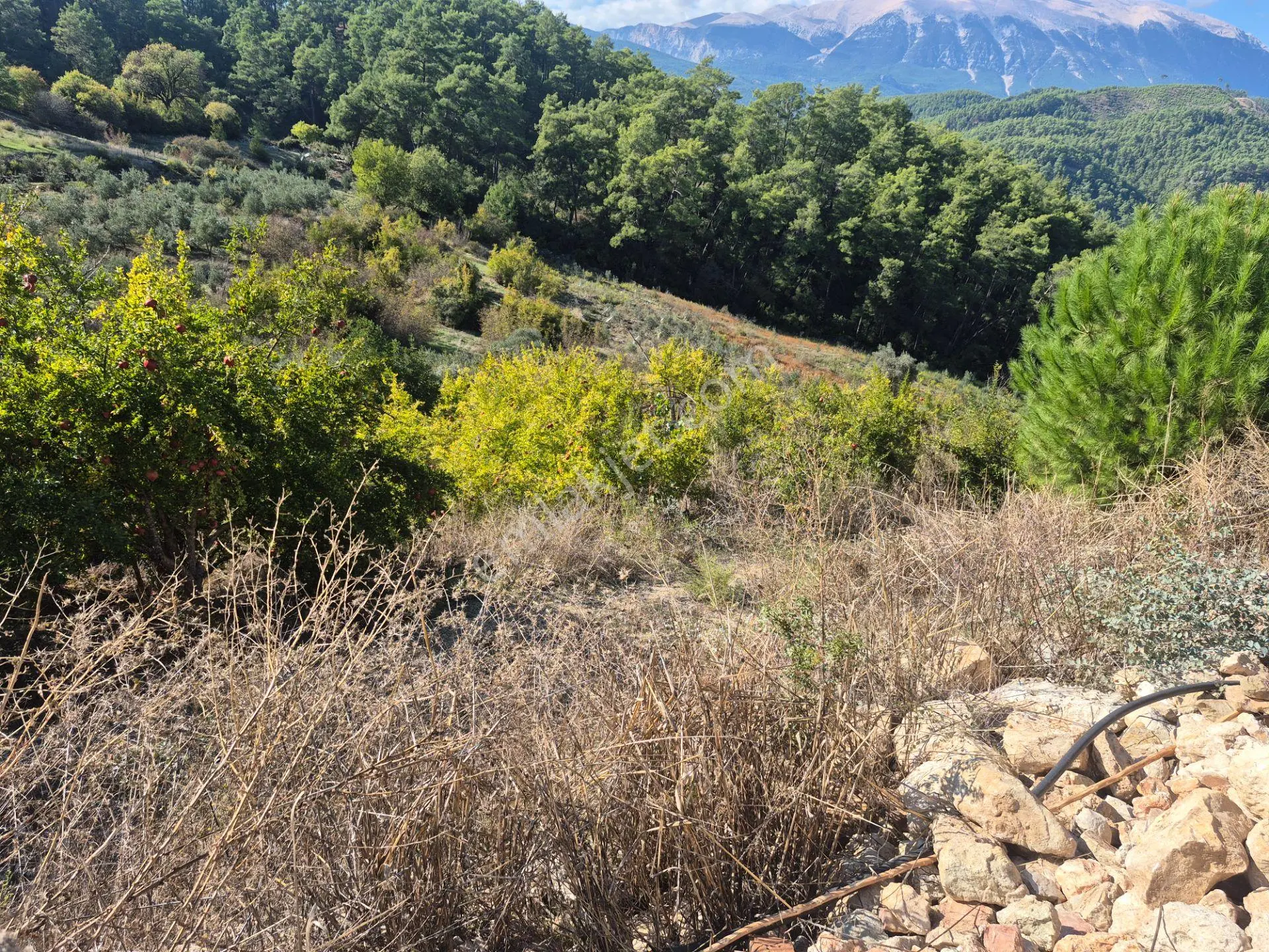 Satılık 11.000 M² Doğa Manzaralı Geniş Zeytinlik — fotoğraf 10
