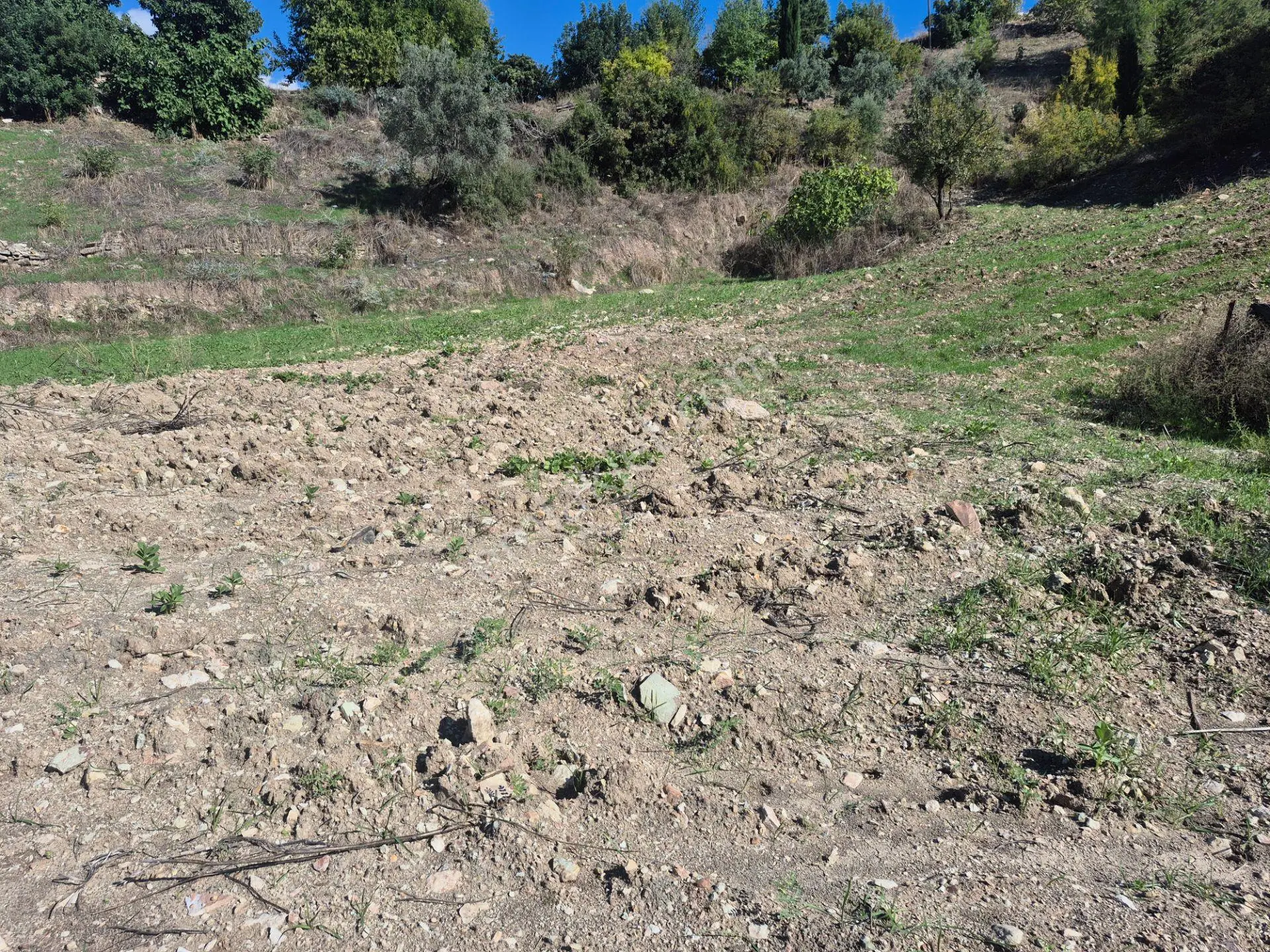 Satılık 11.000 M² Doğa Manzaralı Geniş Zeytinlik — fotoğraf 11