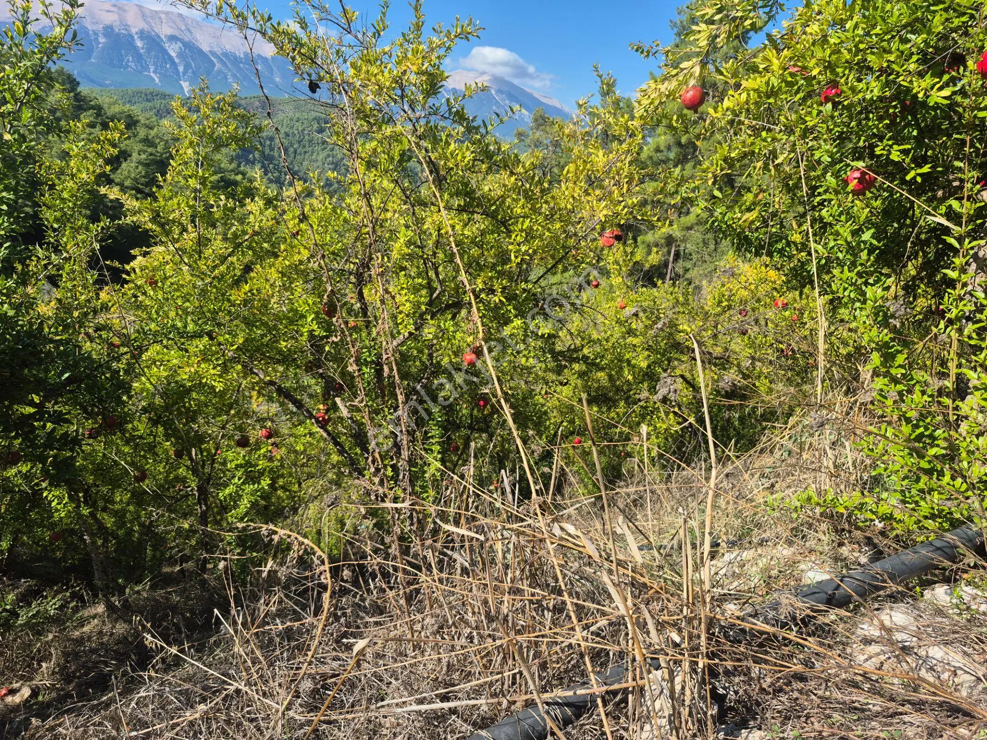Satılık 11.000 M² Doğa Manzaralı Geniş Zeytinlik — fotoğraf 13