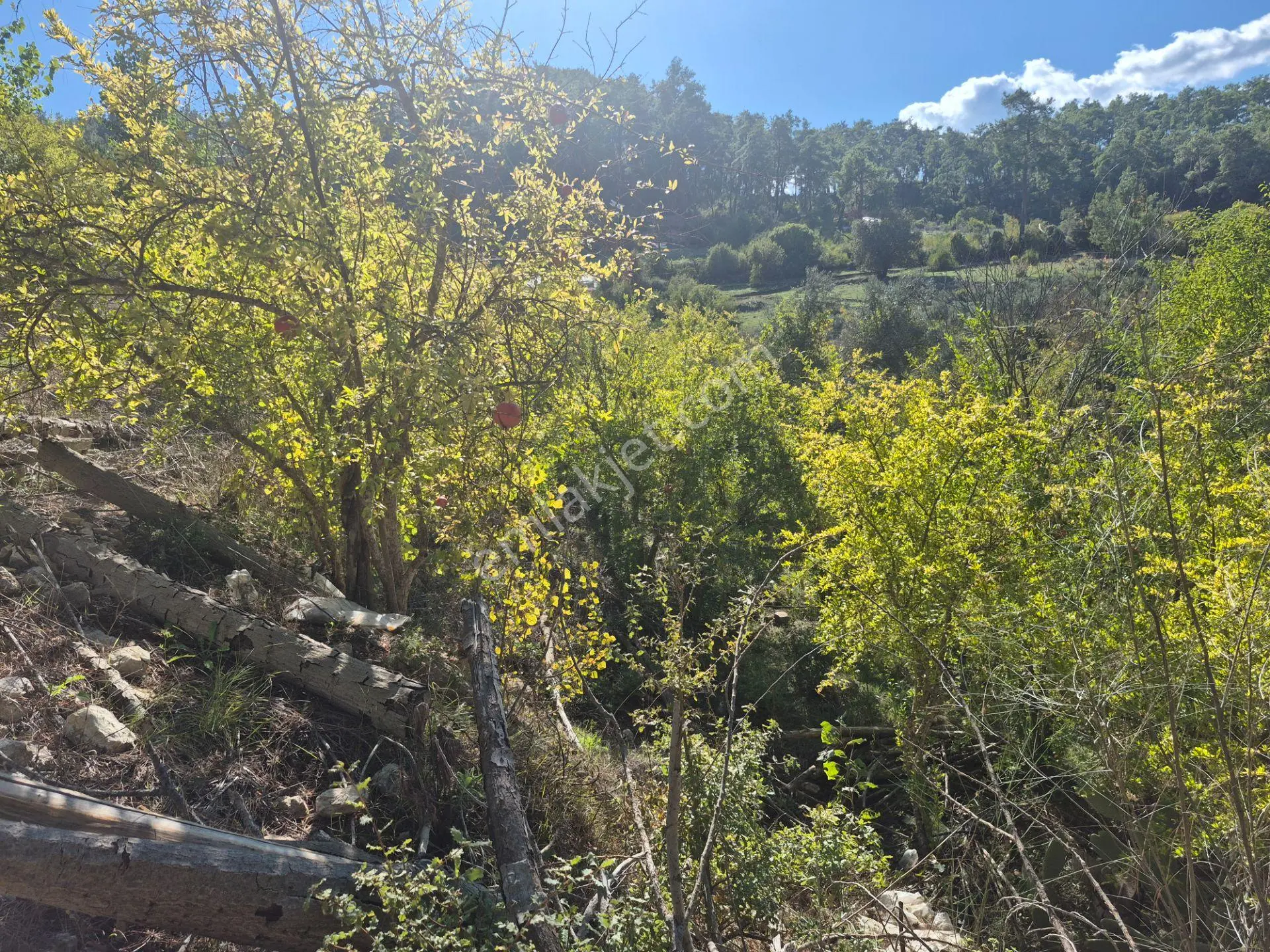 Satılık 11.000 M² Doğa Manzaralı Geniş Zeytinlik — fotoğraf 14