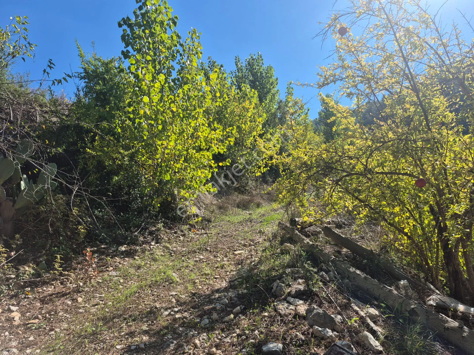 Satılık 11.000 M² Doğa Manzaralı Geniş Zeytinlik — fotoğraf 15