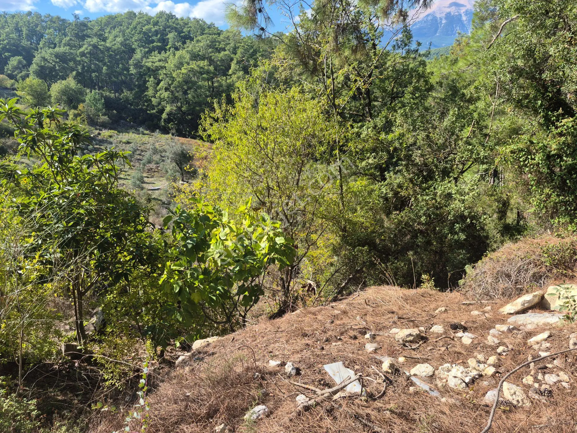 Satılık 11.000 M² Doğa Manzaralı Geniş Zeytinlik — fotoğraf 16