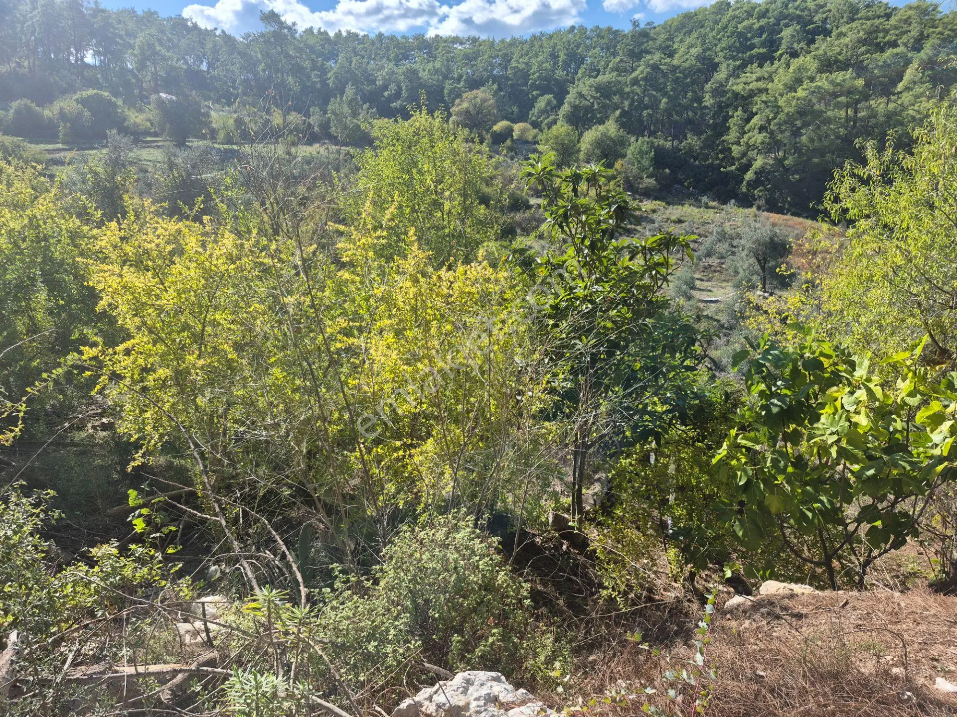 Satılık 11.000 M² Doğa Manzaralı Geniş Zeytinlik — fotoğraf 17