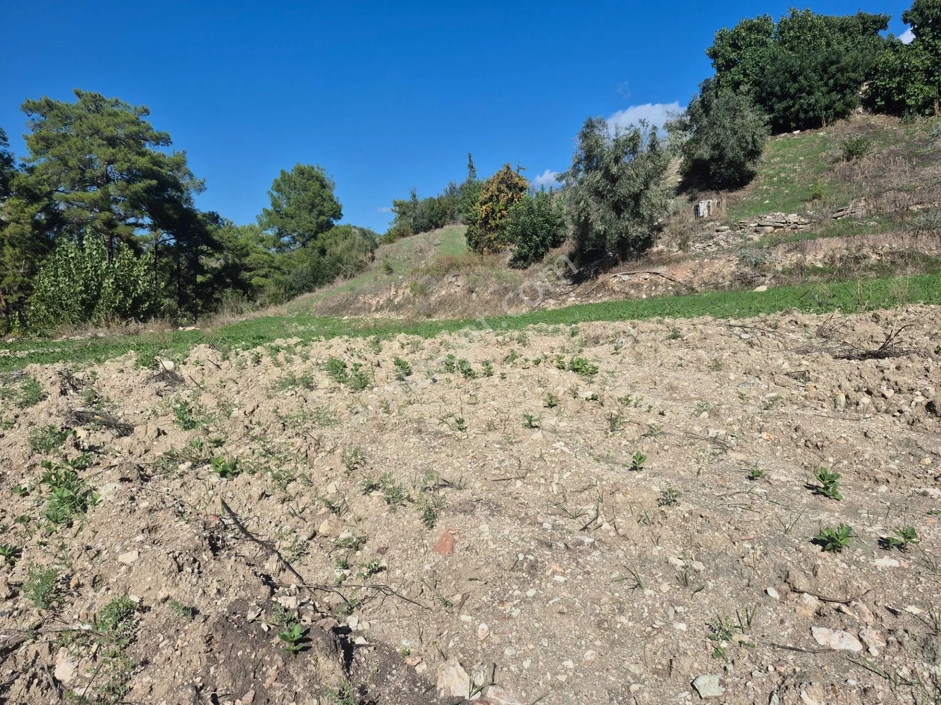 Satılık 11.000 M² Doğa Manzaralı Geniş Zeytinlik — fotoğraf 18