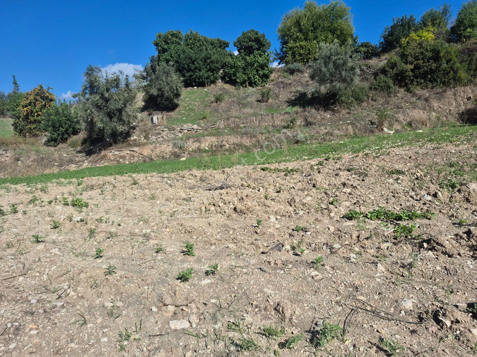 Satılık 11.000 M² Doğa Manzaralı Geniş Zeytinlik — fotoğraf 19