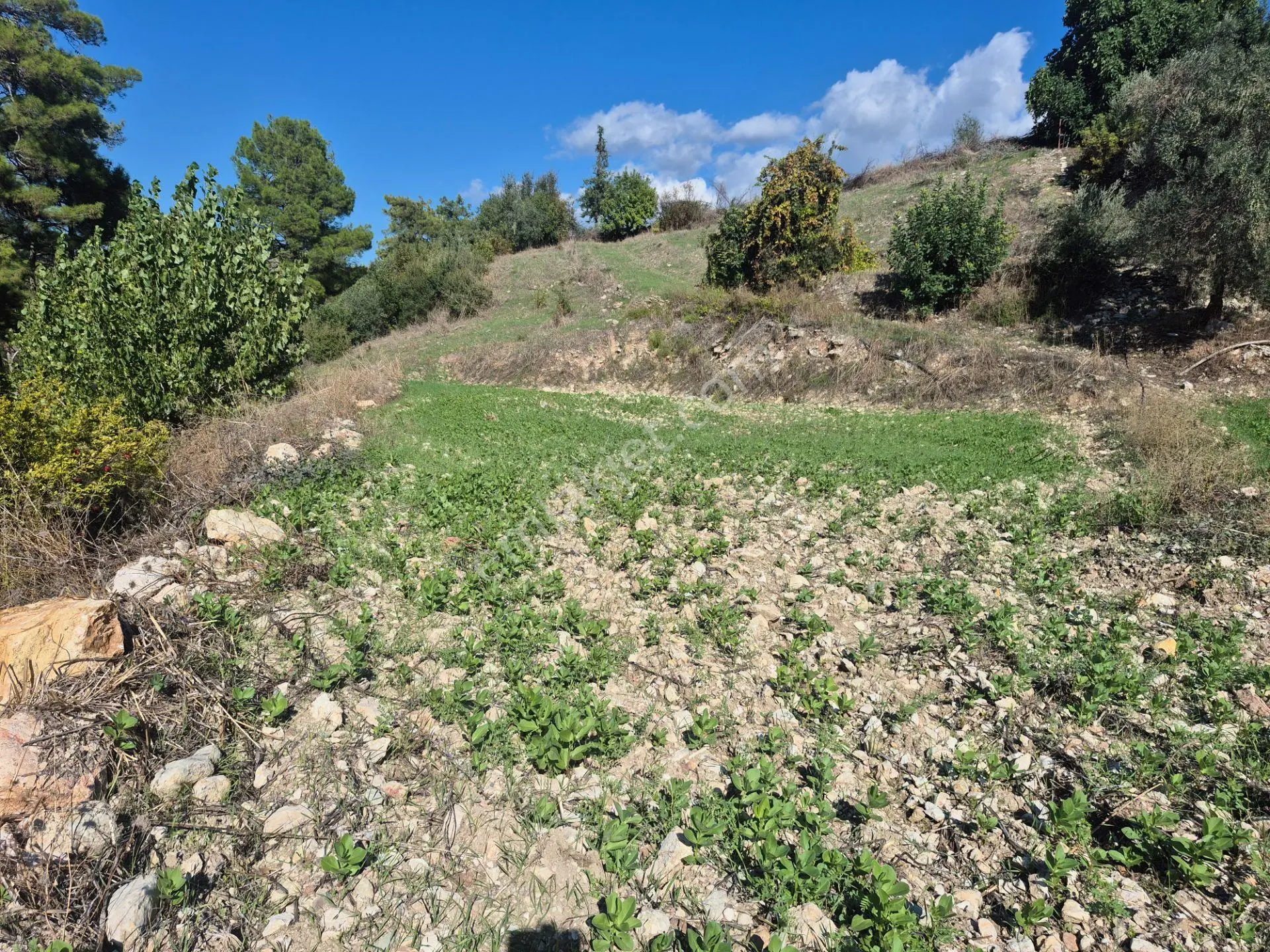 Satılık 11.000 M² Doğa Manzaralı Geniş Zeytinlik — fotoğraf 21