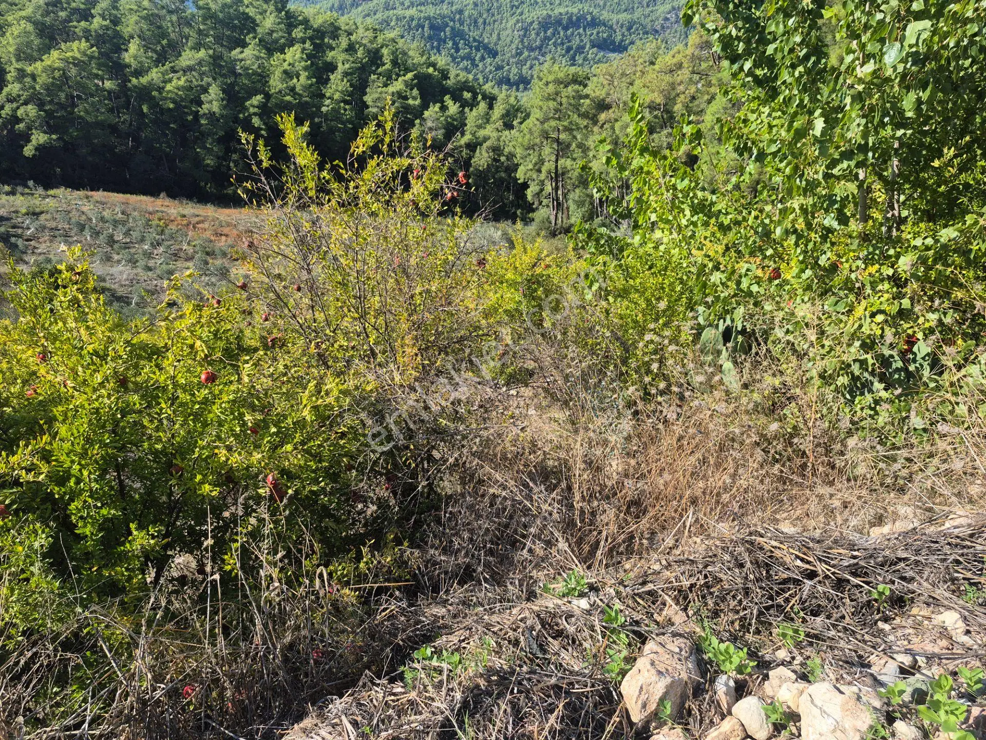 Satılık 11.000 M² Doğa Manzaralı Geniş Zeytinlik — fotoğraf 22