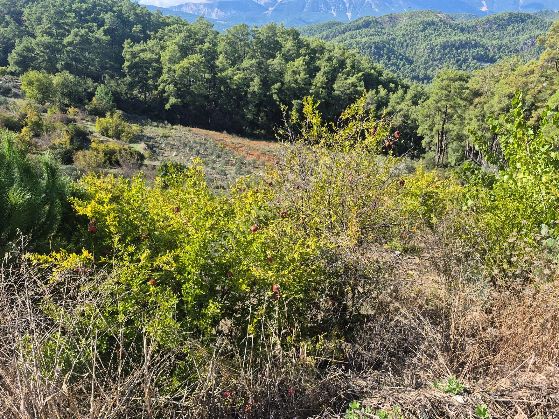 Satılık 11.000 M² Doğa Manzaralı Geniş Zeytinlik — fotoğraf 23