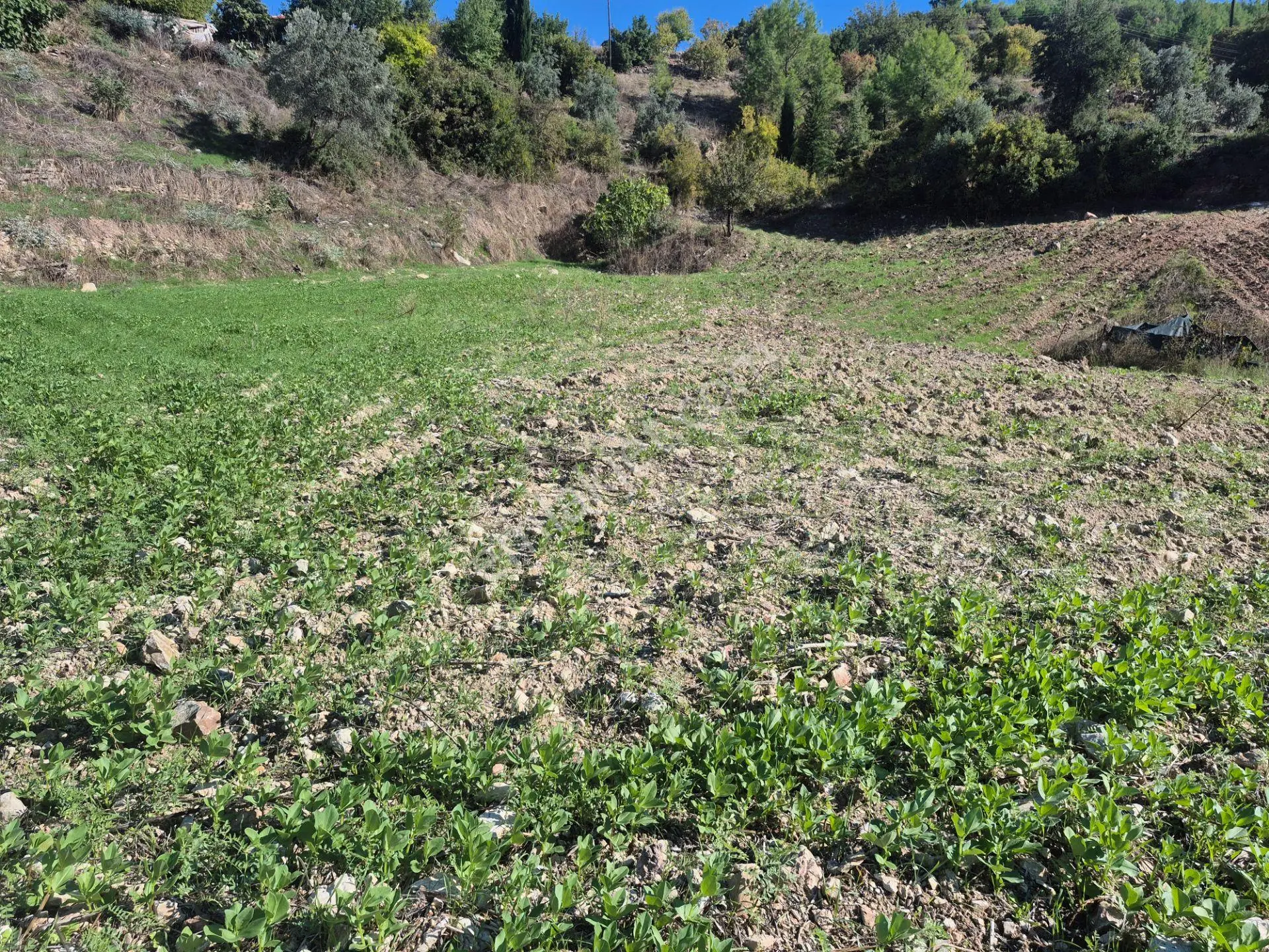 Satılık 11.000 M² Doğa Manzaralı Geniş Zeytinlik — fotoğraf 24