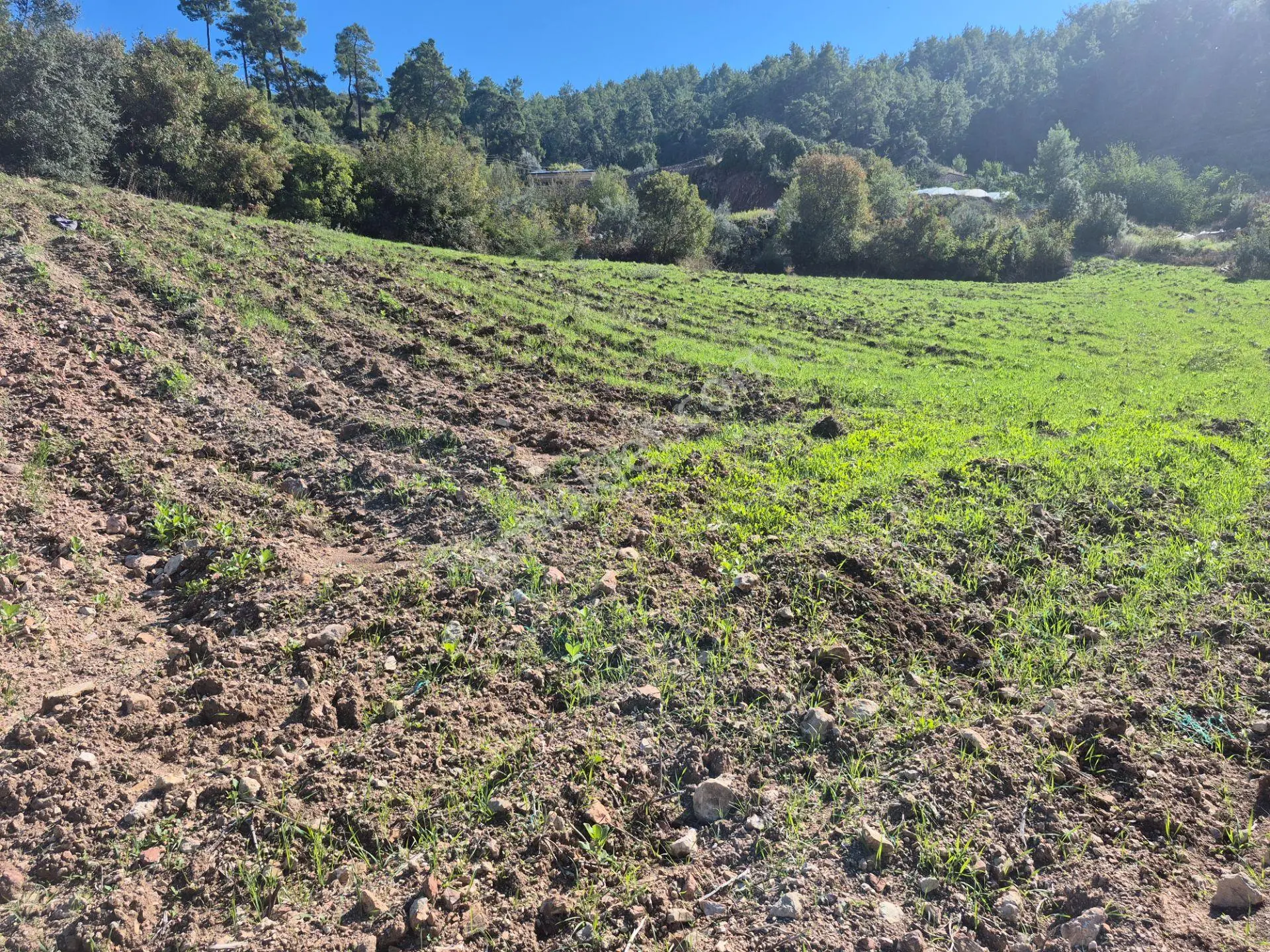 Satılık 11.000 M² Doğa Manzaralı Geniş Zeytinlik — fotoğraf 25