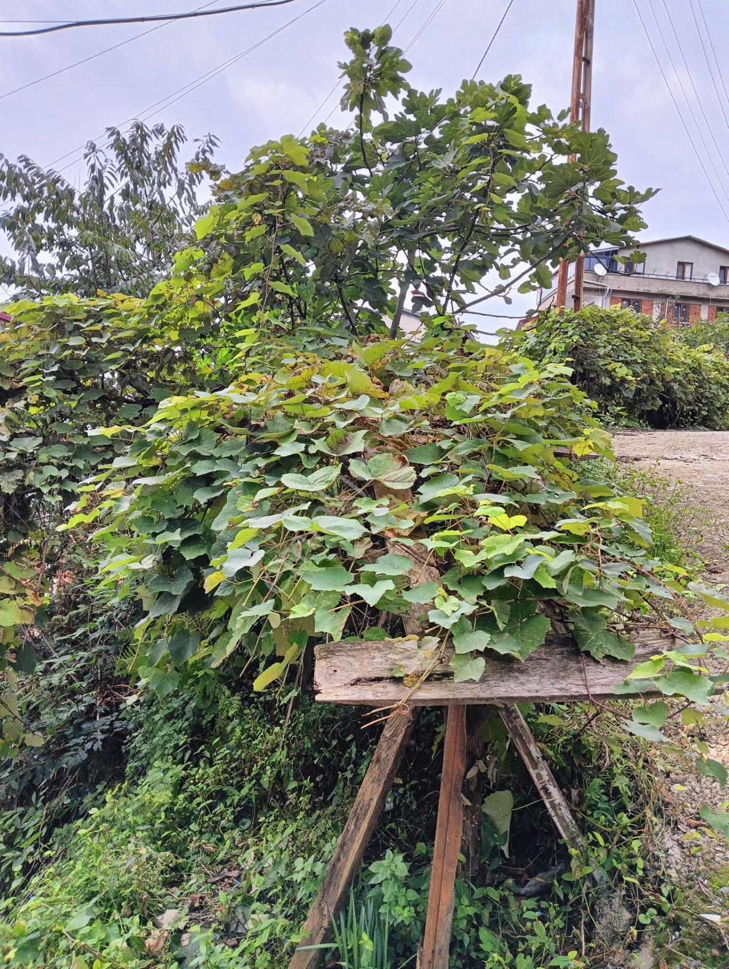 Wisrem'den Giresun Merkezde Satılık Fırsat Arsa — fotoğraf 12