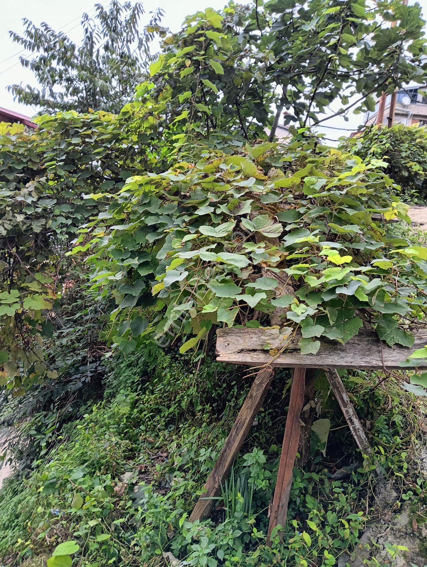 Wisrem'den Giresun Merkezde Satılık Fırsat Arsa — fotoğraf 13
