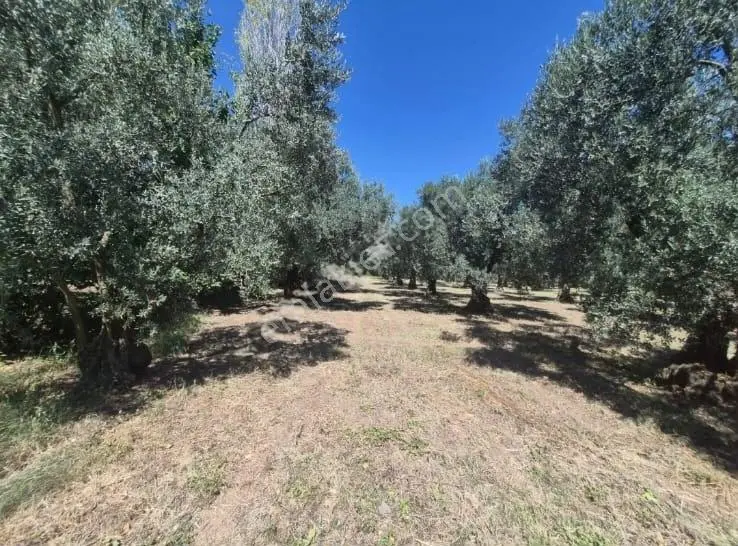 Göle Sıfır 5.171 M2 Yatırımlık Zeytinlik 100 Ağaç Yolu Var — fotoğraf 4
