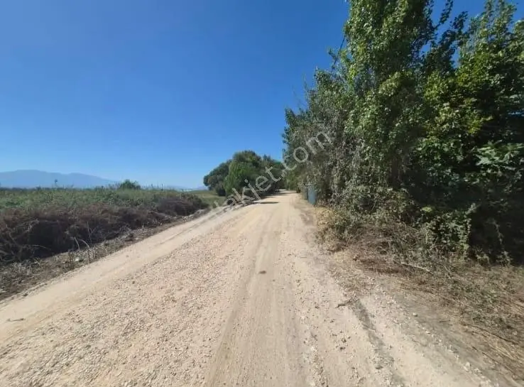 Göle Sıfır 5.171 M2 Yatırımlık Zeytinlik 100 Ağaç Yolu Var — fotoğraf 5