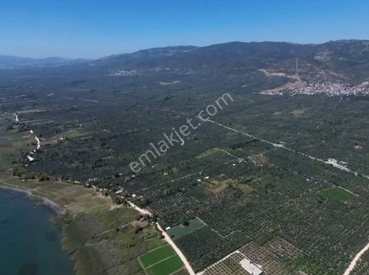 Göle Sıfır 5.171 M2 Yatırımlık Zeytinlik 100 Ağaç Yolu Var — fotoğraf 6