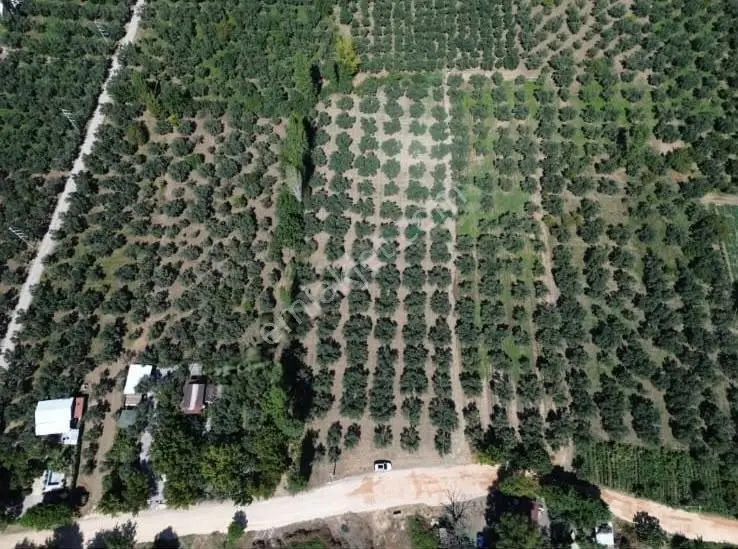 Göle Sıfır 5.171 M2 Yatırımlık Zeytinlik 100 Ağaç Yolu Var — fotoğraf 7