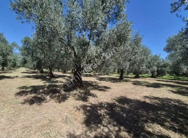 Göle Sıfır 5.171 M2 Yatırımlık Zeytinlik 100 Ağaç Yolu Var — fotoğraf 8