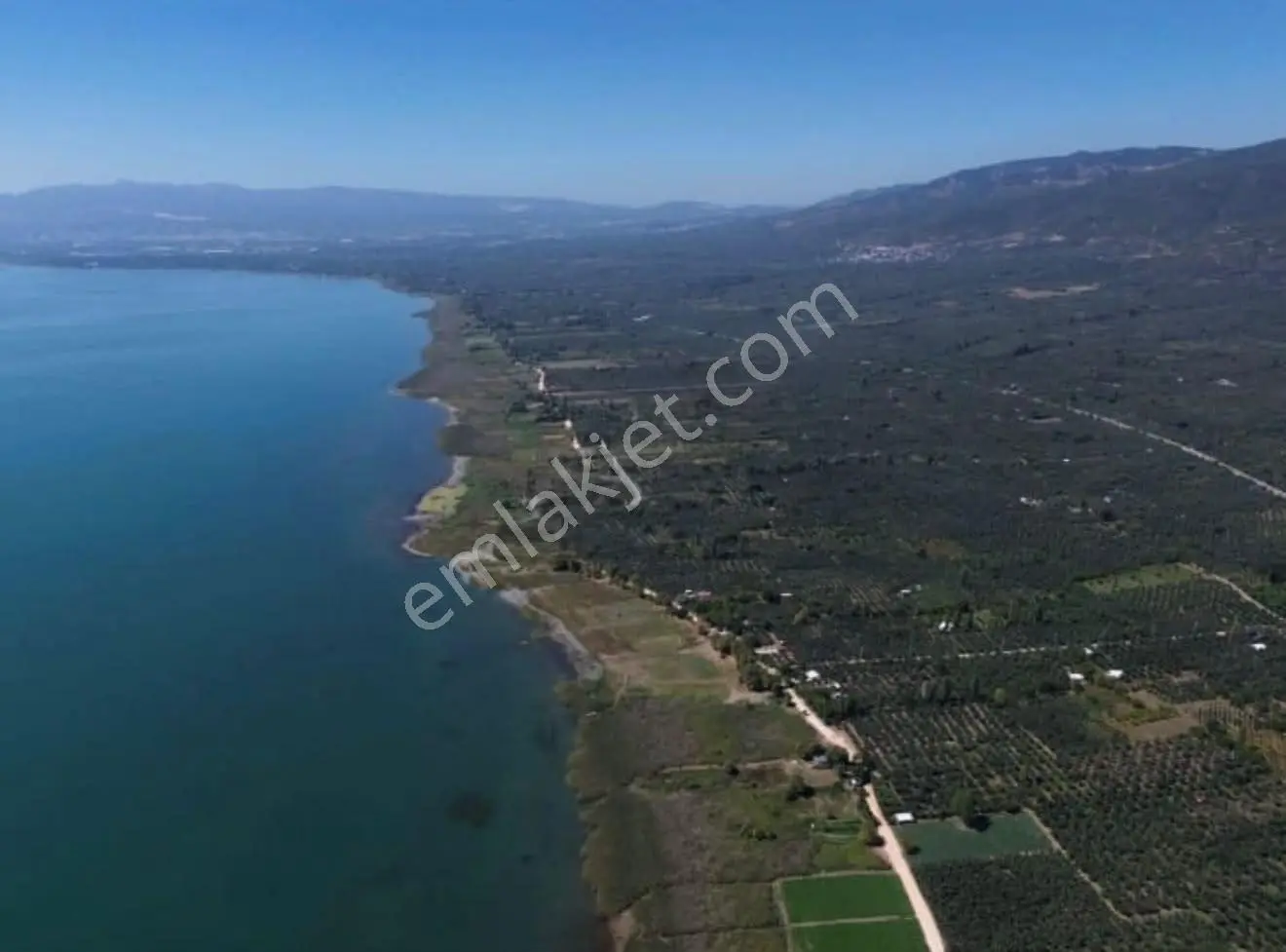Göle Sıfır 5.171 M2 Yatırımlık Zeytinlik 100 Ağaç Yolu Var — fotoğraf 9