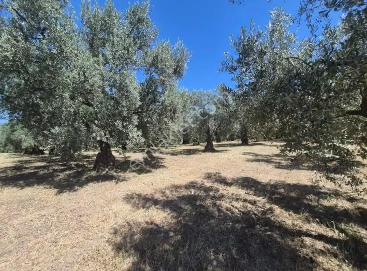 Göle Sıfır 5.171 M2 Yatırımlık Zeytinlik 100 Ağaç Yolu Var — fotoğraf 10