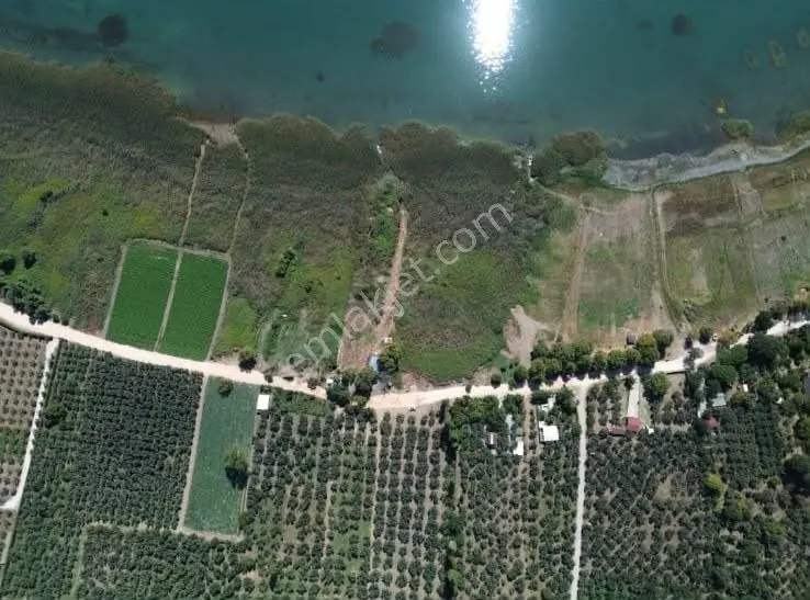 Göle Sıfır 5.171 M2 Yatırımlık Zeytinlik 100 Ağaç Yolu Var — fotoğraf 12