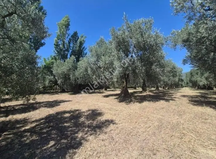 Göle Sıfır 5.171 M2 Yatırımlık Zeytinlik 100 Ağaç Yolu Var — fotoğraf 13