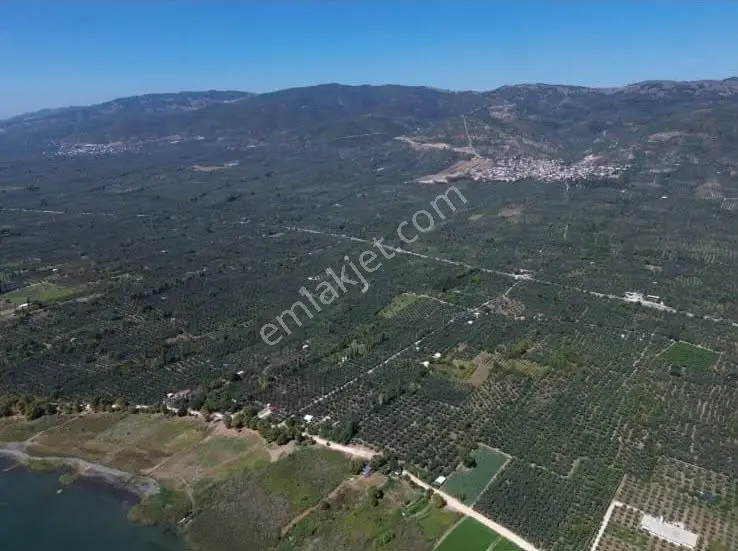 Göle Sıfır 5.171 M2 Yatırımlık Zeytinlik 100 Ağaç Yolu Var — fotoğraf 15