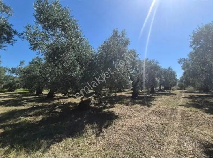 Göle Sıfır 5.171 M2 Yatırımlık Zeytinlik 100 Ağaç Yolu Var — fotoğraf 19