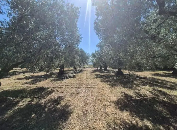 Göle Sıfır 5.171 M2 Yatırımlık Zeytinlik 100 Ağaç Yolu Var — fotoğraf 20