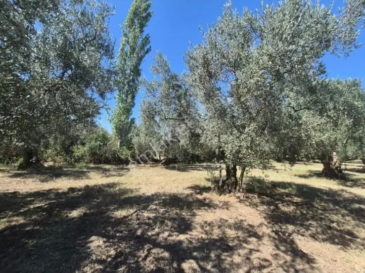 Göle Sıfır 5.171 M2 Yatırımlık Zeytinlik 100 Ağaç Yolu Var — fotoğraf 21