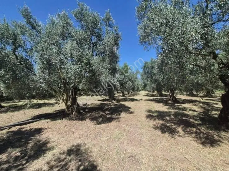 Göle Sıfır 5.171 M2 Yatırımlık Zeytinlik 100 Ağaç Yolu Var — fotoğraf 22