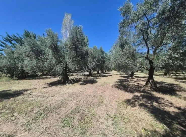 Göle Sıfır 5.171 M2 Yatırımlık Zeytinlik 100 Ağaç Yolu Var — fotoğraf 23