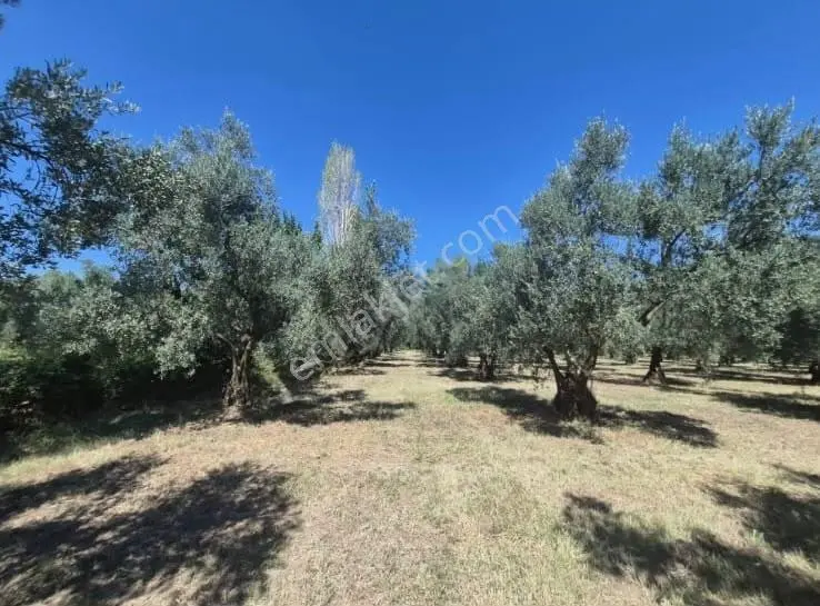 Göle Sıfır 5.171 M2 Yatırımlık Zeytinlik 100 Ağaç Yolu Var — fotoğraf 24
