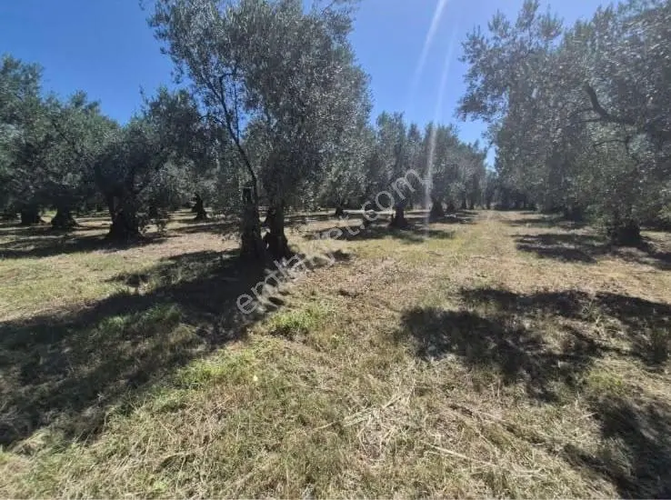Göle Sıfır 5.171 M2 Yatırımlık Zeytinlik 100 Ağaç Yolu Var — fotoğraf 25