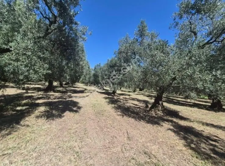 Göle Sıfır 5.171 M2 Yatırımlık Zeytinlik 100 Ağaç Yolu Var — fotoğraf 26