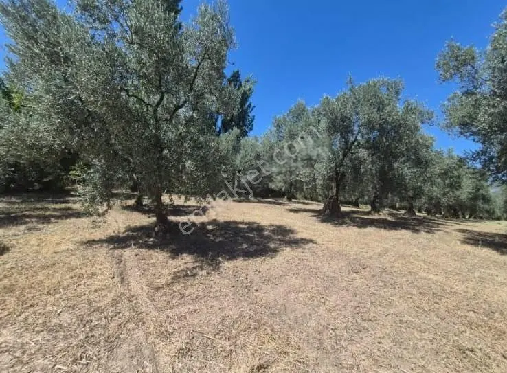 Göle Sıfır 5.171 M2 Yatırımlık Zeytinlik 100 Ağaç Yolu Var — fotoğraf 27