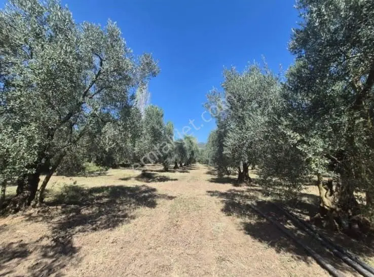 Göle Sıfır 5.171 M2 Yatırımlık Zeytinlik 100 Ağaç Yolu Var — fotoğraf 28
