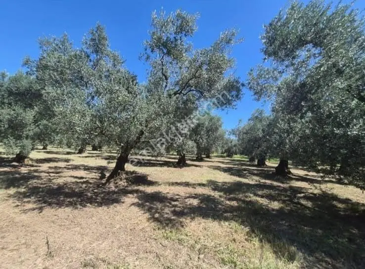 Göle Sıfır 5.171 M2 Yatırımlık Zeytinlik 100 Ağaç Yolu Var — fotoğraf 29