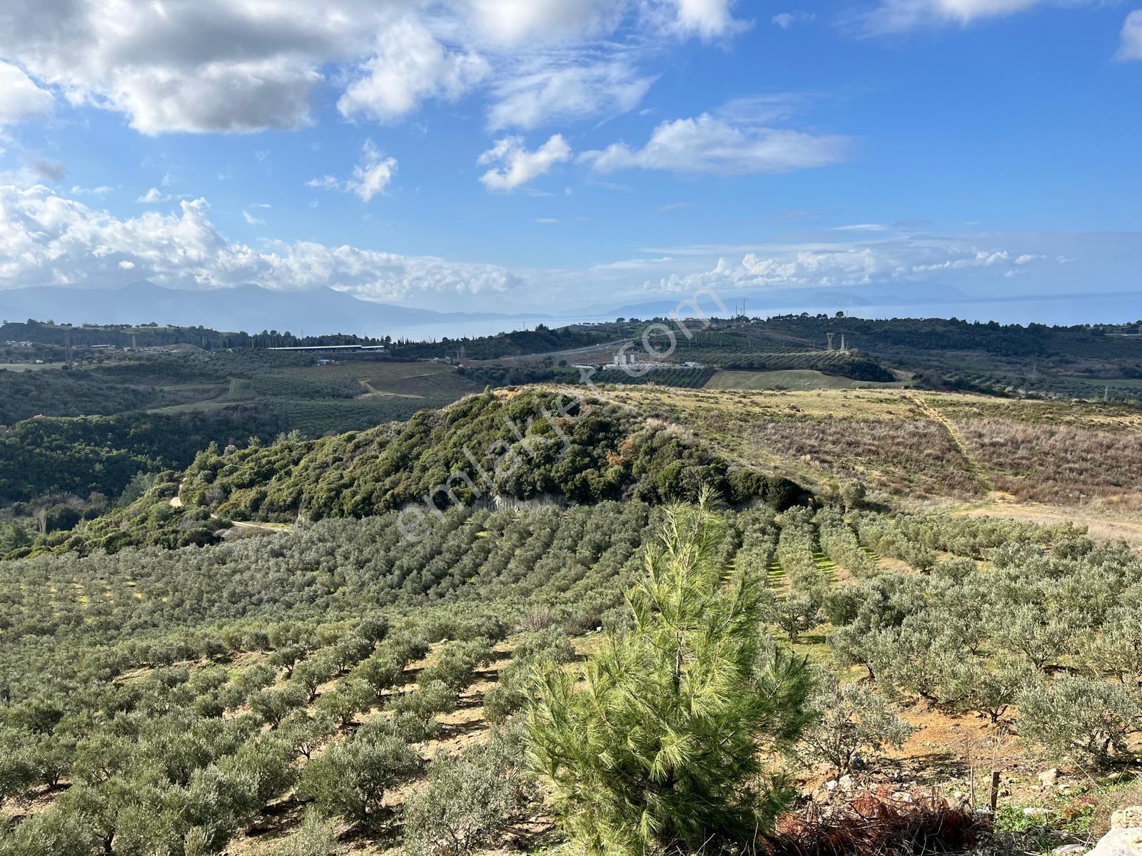 Yaylaköy'de 14 Dönüm Satılık Zeytinlik — fotoğraf 3