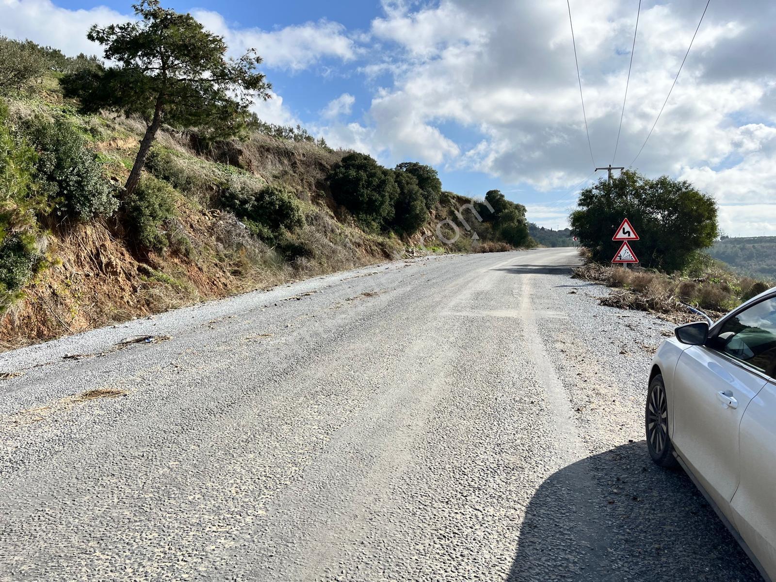 Yaylaköy'de 14 Dönüm Satılık Zeytinlik — fotoğraf 8