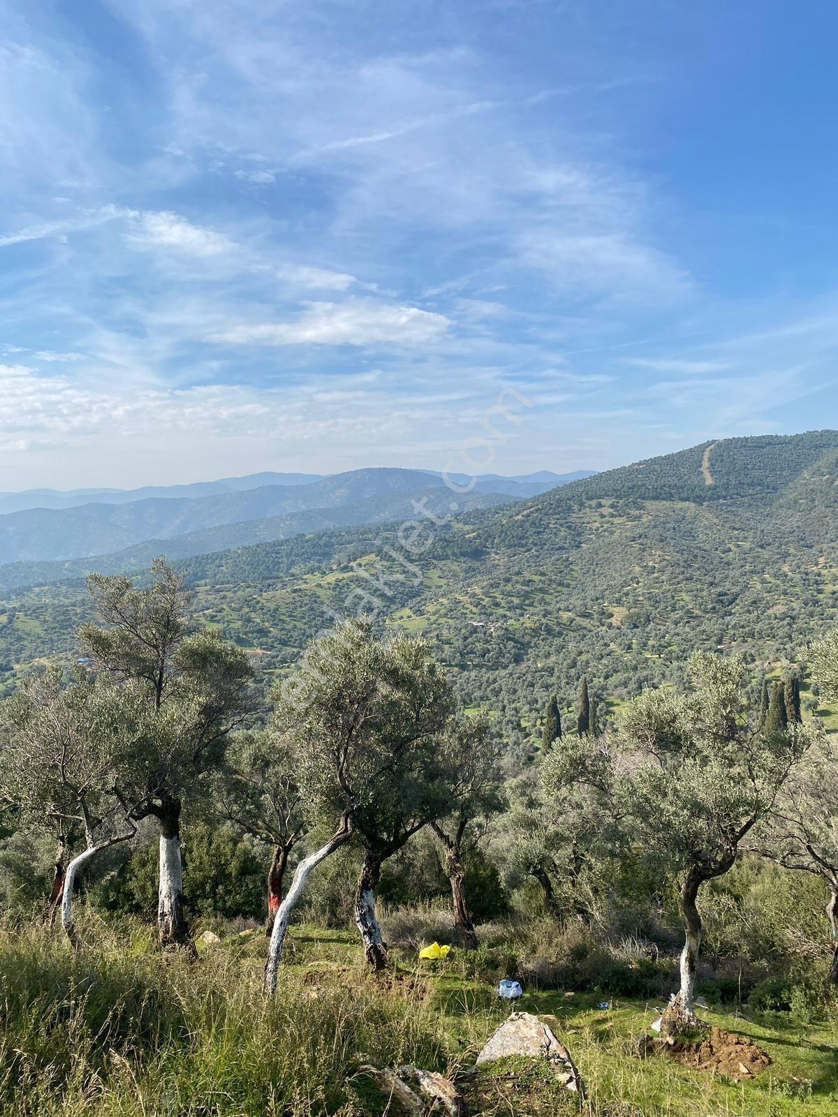 Sb Emlak'tan Bayındır Pınarlı Mah. Satılık Zeytinlik — fotoğraf 3