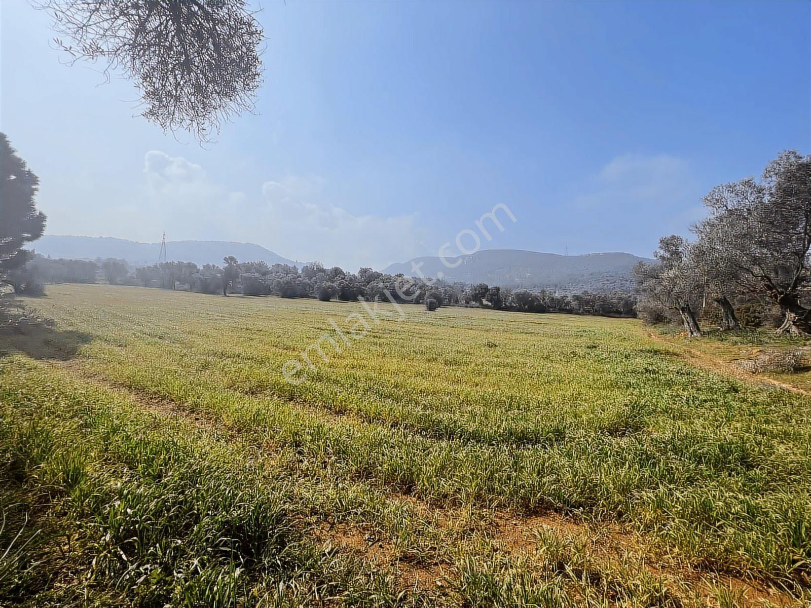 Ambarcı'dan Yelkide Resmî Yola Cepheli Satılık Tarla — fotoğraf 3