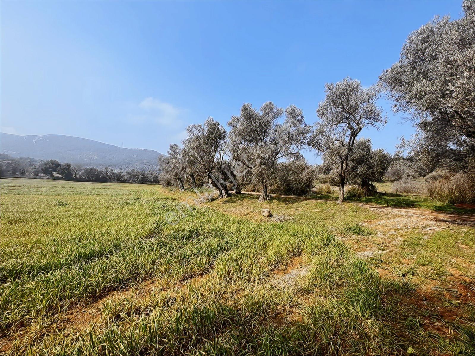 Ambarcı'dan Yelkide Resmî Yola Cepheli Satılık Tarla — fotoğraf 4