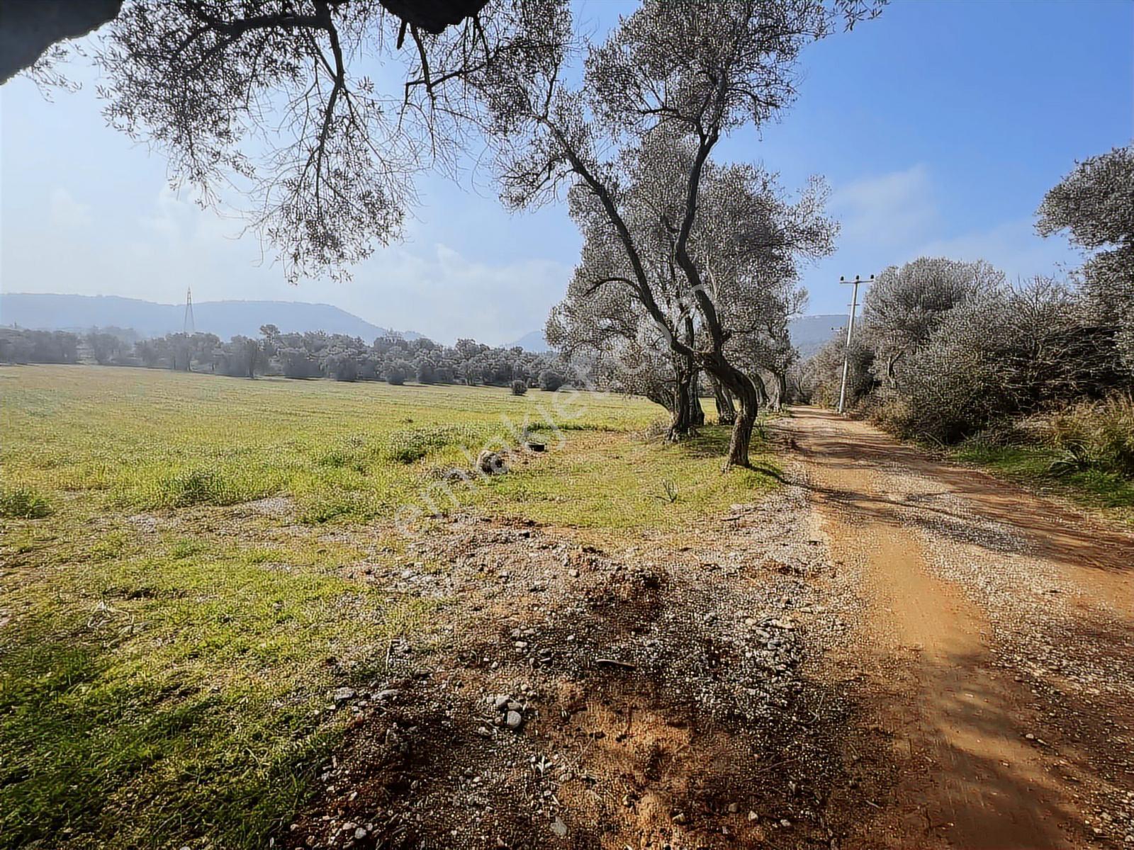 Ambarcı'dan Yelkide Resmî Yola Cepheli Satılık Tarla — fotoğraf 5