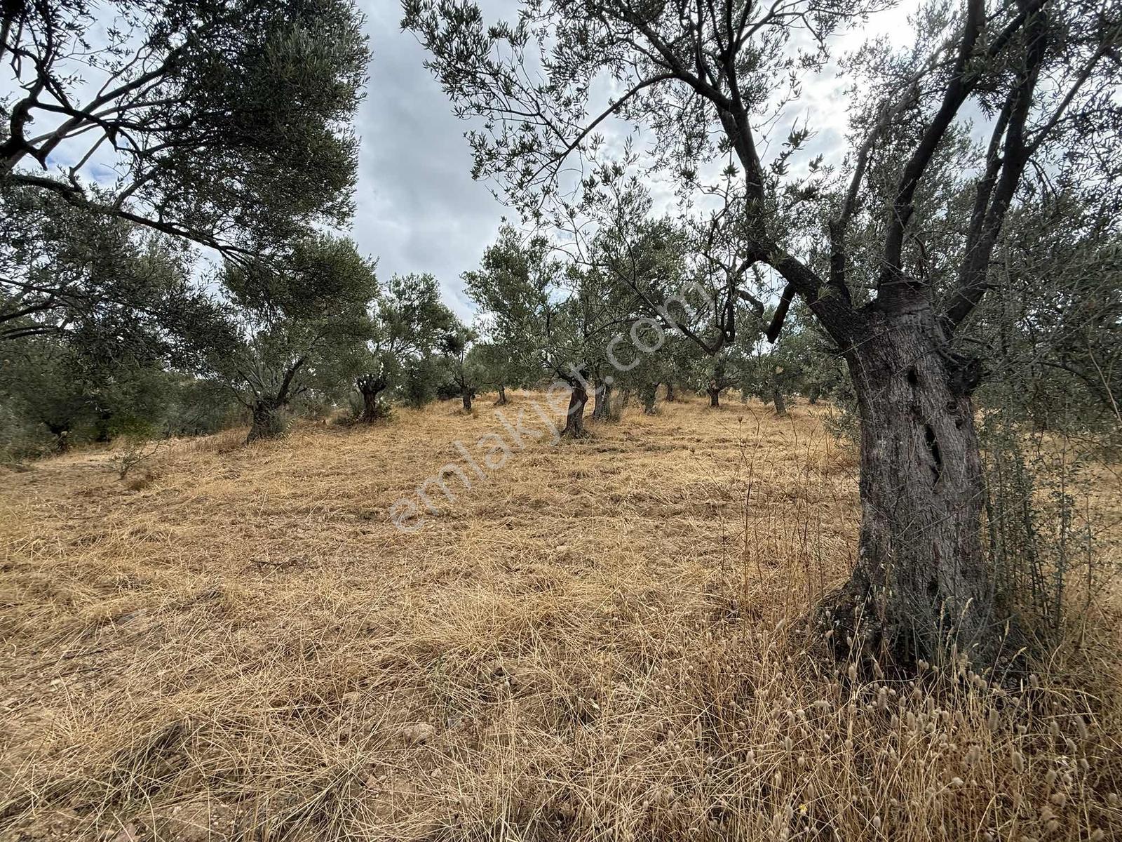Gömeç Kemalpaşa Mah Boztepe Mevkinde Deniz Manzaralı Zeytinlik — fotoğraf 2